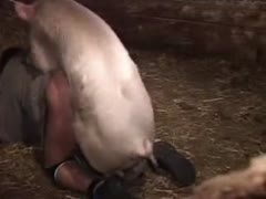 The bestiality queen! At work, a farm lady was penetrated by her husband's pig.